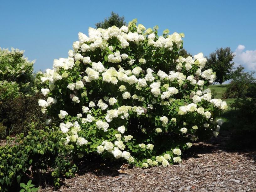 Hydrangea paniculata 'Zwijnenburg' Limelight™ - Limelight™ panicle hydrangea