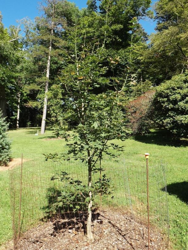 Acer cappadocicum - coliseum maple | The Dawes Arboretum