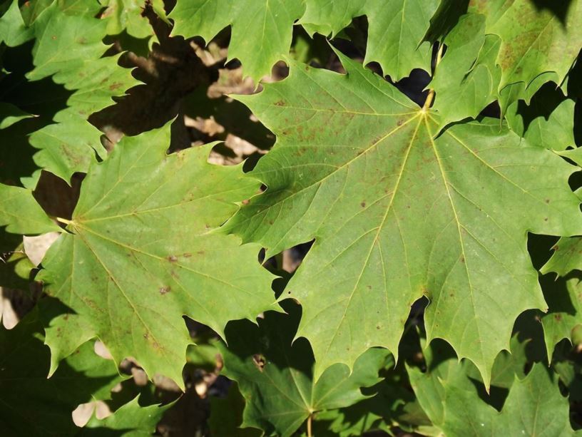Acer platanoides 'Olmsted' Olmstead™ - Olmstead™ Norway maple