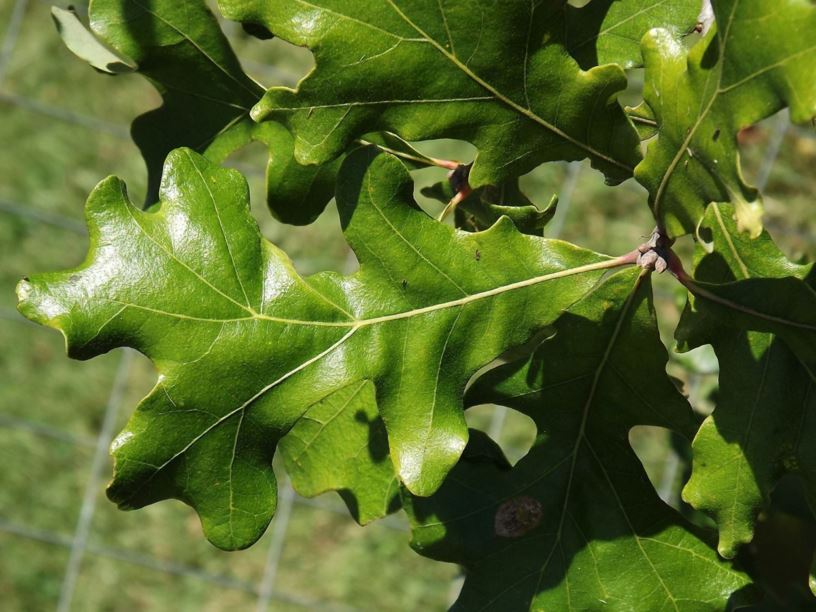 Quercus × fernowii - Fernow's oak