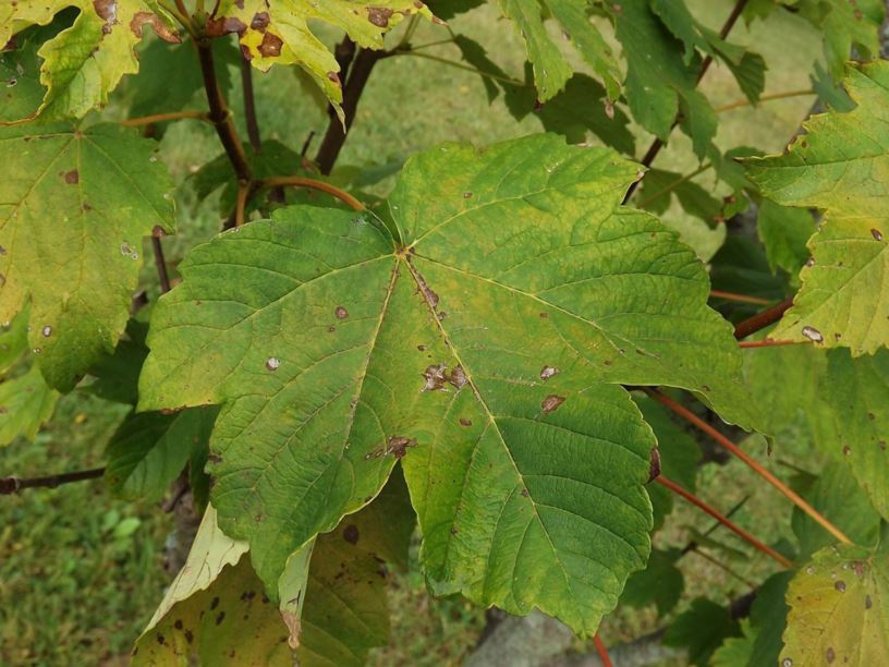 Acer pseudoplatanus 'Pyramidale' - pyramidal sycamore maple