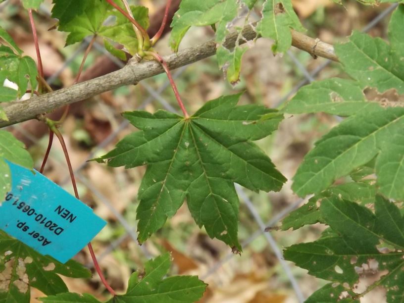 Acer erianthum - downy-flower maple