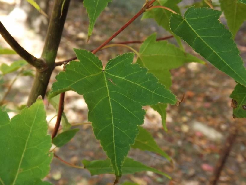 Acer pectinatum subsp. maximowiczii - Maximowicz maple