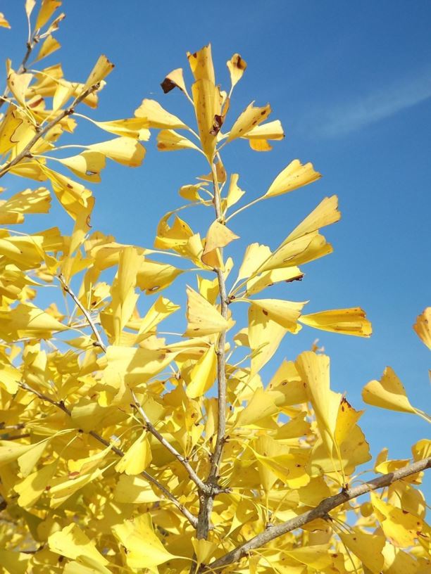 Ginkgo biloba 'Saratoga' - Saratoga ginkgo | The Dawes Arboretum