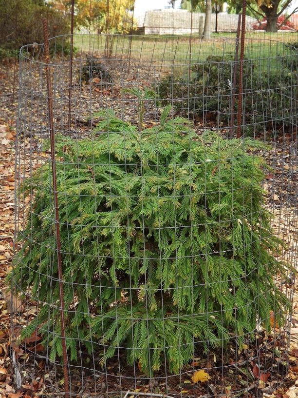 Metasequoia glyptostroboides 'Daweswood Tawny Fleece' Daweswood Tawny