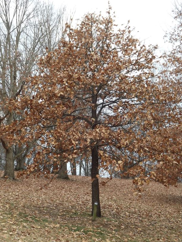 Quercus Marilandica - Blackjack Oak | The Dawes Arboretum