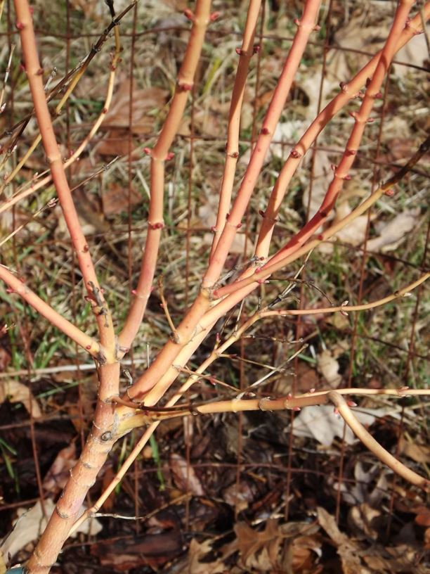 Acer palmatum 'Bi hō' - Bi hō  Japanese maple