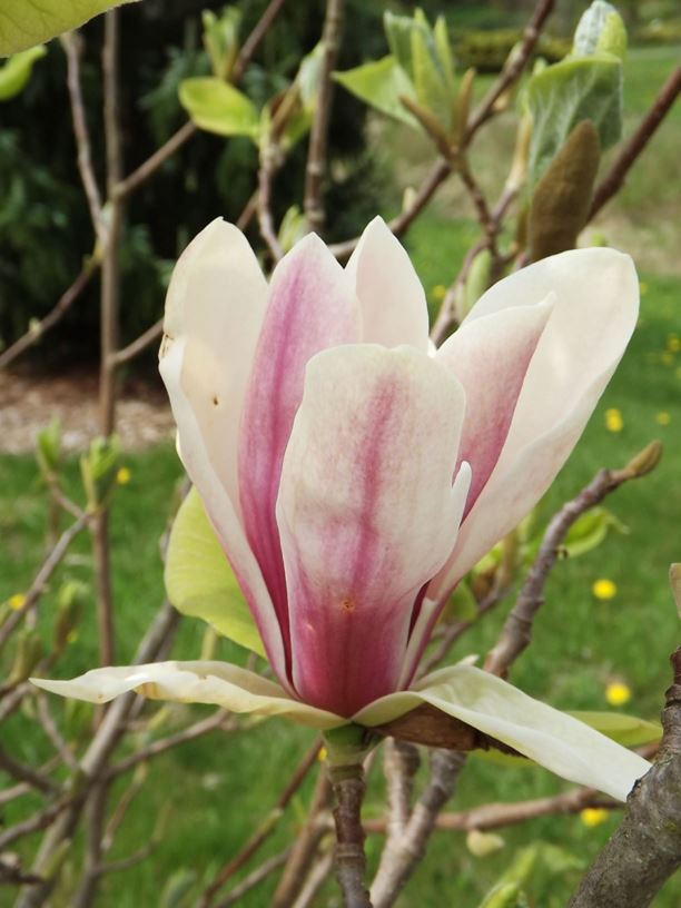Magnolia 'Toro' - Toro magnolia