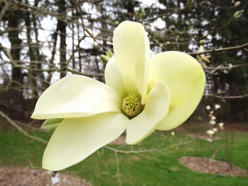 Magnolia 'Honey Belle' - Honeybelle magnolia