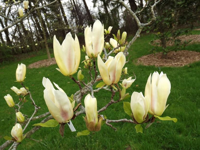 Magnolia × brooklynensis 'Golden Girl' - Golden Girl Brooklyn magnolia