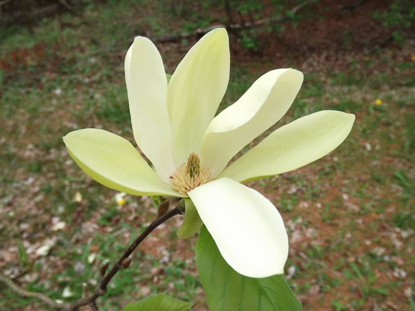 Magnolia 'Solar Flair' - Solar Flair magnolia