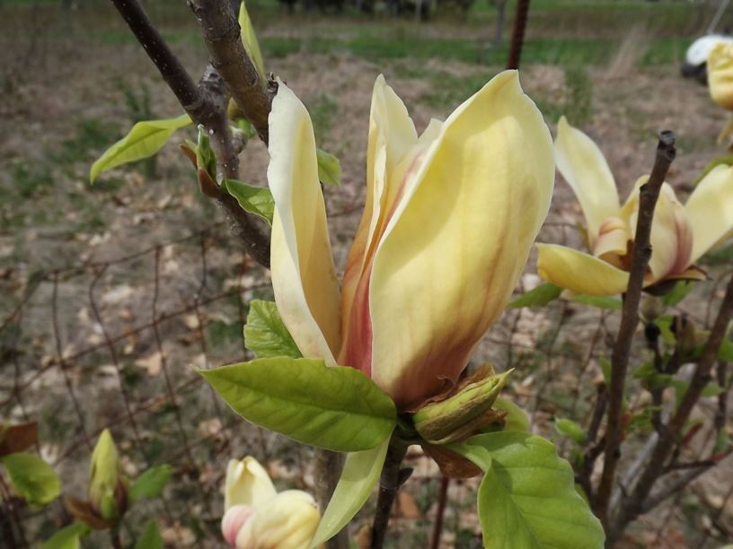 Magnolia × brooklynensis 'Hattie Carthan' - Hattie Carthan Brooklyn magnolia
