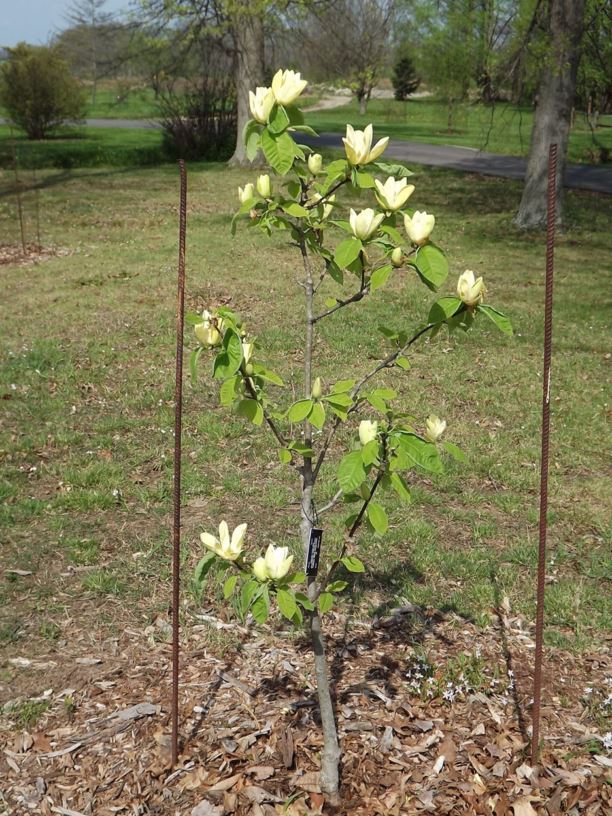Magnolia 'Yellow Bird' Yellow Bird magnolia The Dawes Arboretum