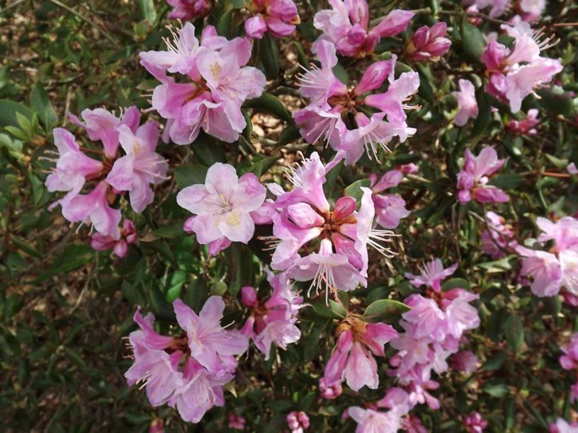 Rhododendron 'Pipsqueak' - Pipsqueak rhododendron