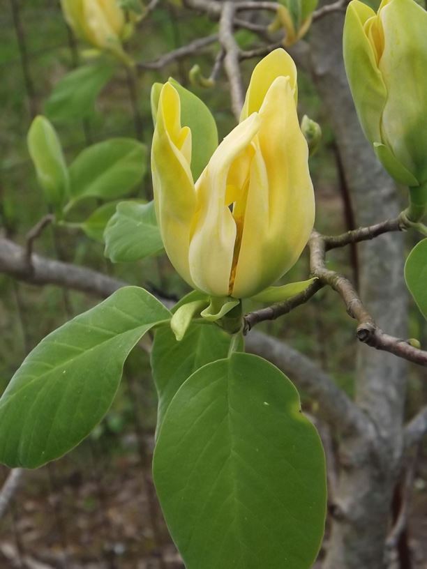 Magnolia acuminata var. subcordata 'Miss Honeybee' - Miss Honeybee yellow cucumber-tree magnolia