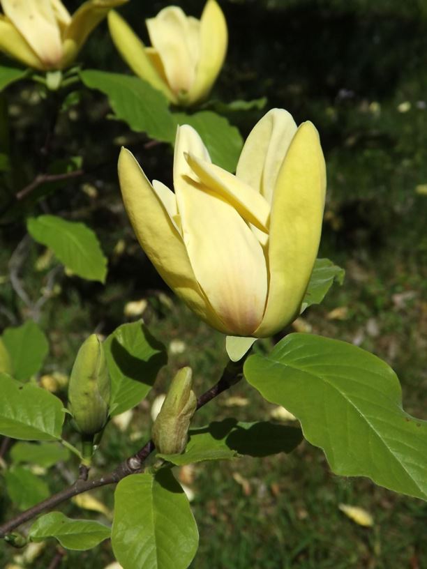 Magnolia acuminata var. subcordata - yellow cucumber-tree magnolia