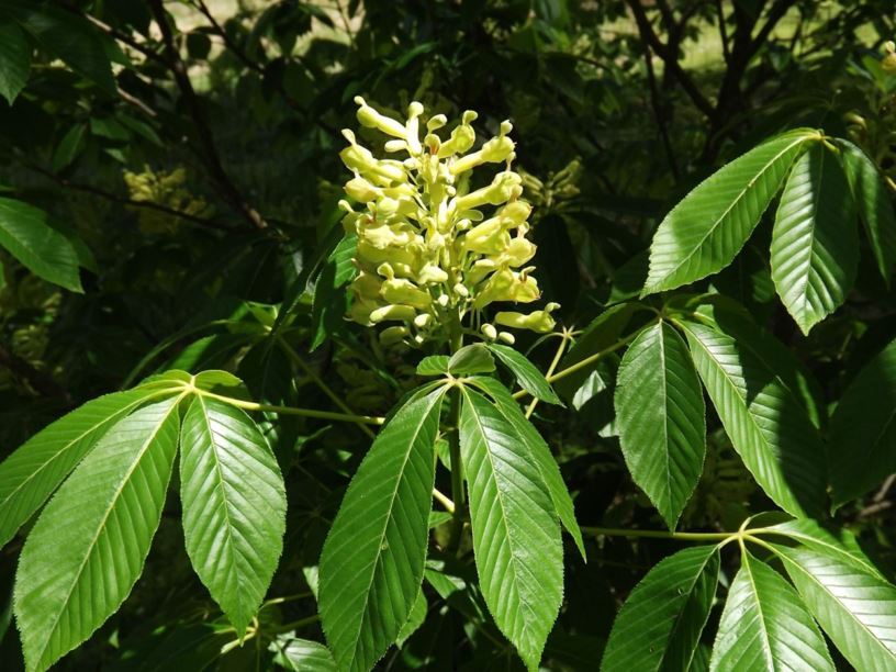 Aesculus Sylvatica Painted Buckeye Georgia Buckeye The Dawes Arboretum