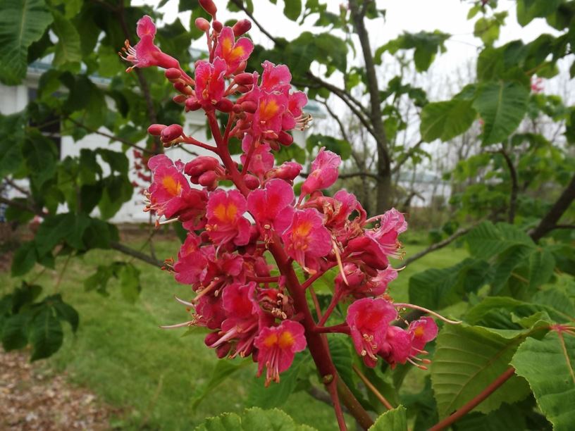 Aesculus × carnea 'Briotii' - ruby red horse-chestnut | The Dawes Arboretum