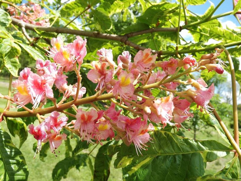 Aesculus × carnea 'Aureomarginata' - gold-edge red horse-chestnut | The ...