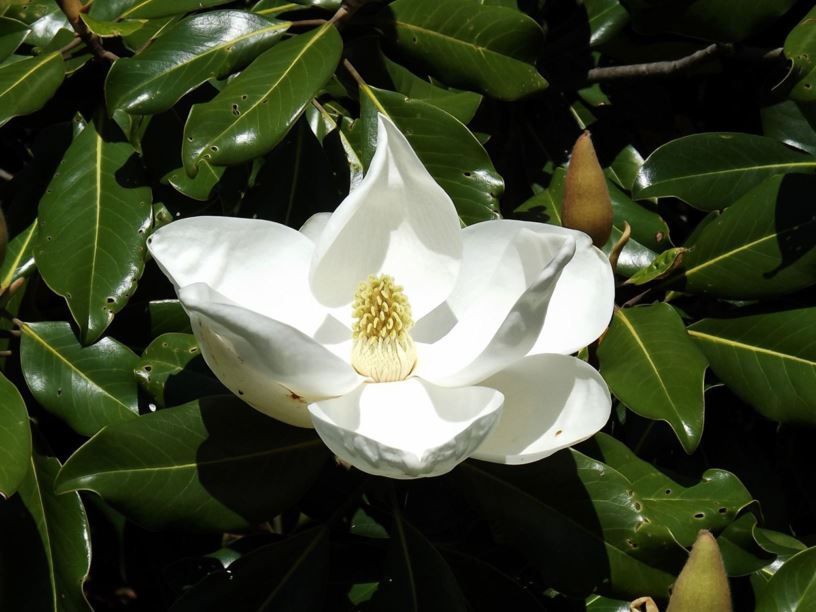 Magnolia grandiflora - southern magnolia