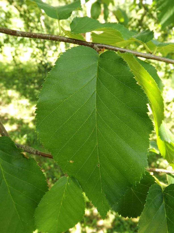 Betula alleghaniensis - yellow birch | The Dawes Arboretum