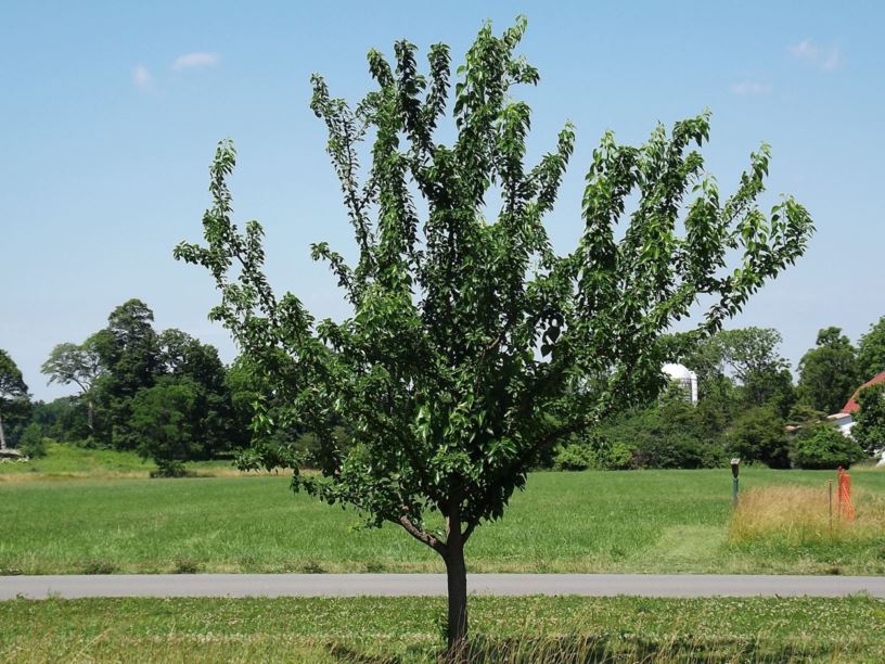 Maclura pomifera 'White Shield' - White Shield Osage-orange, White Shield hedge-apple