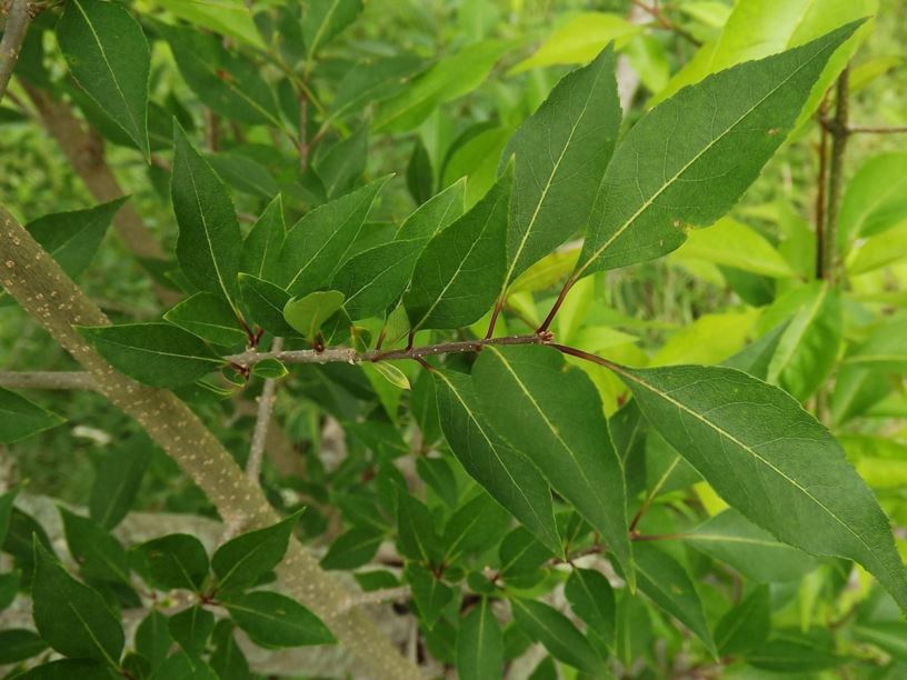 Forestiera acuminata - swamp-privet | The Dawes Arboretum