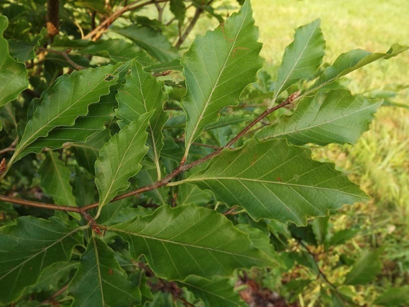 Fagus sylvatica 'Quercina' - European beech (oakleaf type)