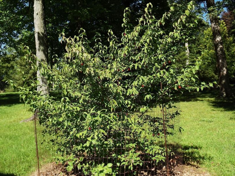 Cornus mas 'Vidubetskii' Red Star™ - Red Star™ cornelian-cherry dogwood