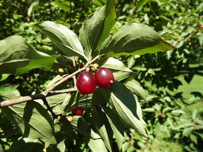 cornus mas form