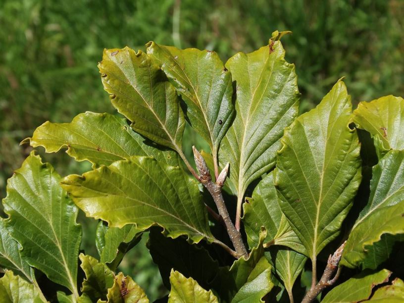 Fagus sylvatica 'Cochleata' - Cochleata European beech