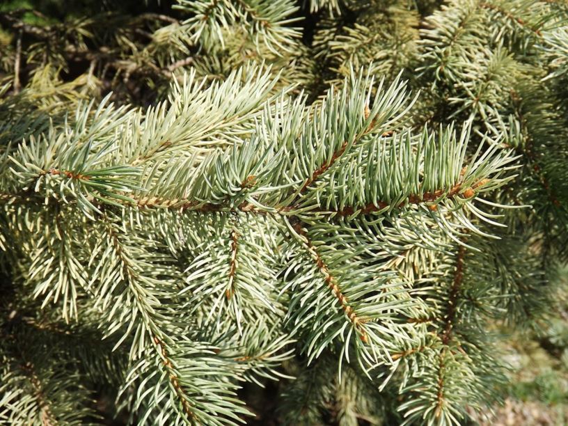 Picea Pungens 'straw' - Straw Colorado Blue Spruce 