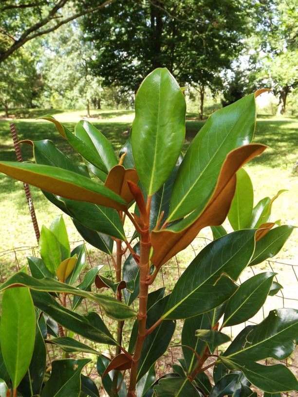 Magnolia grandiflora 'Kay Parris' - Kay Parris southern magnolia
