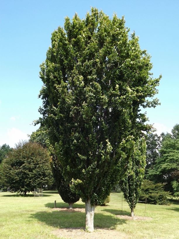 Fagus sylvatica 'Dawyck' - Dawyck European beech | The Dawes Arboretum