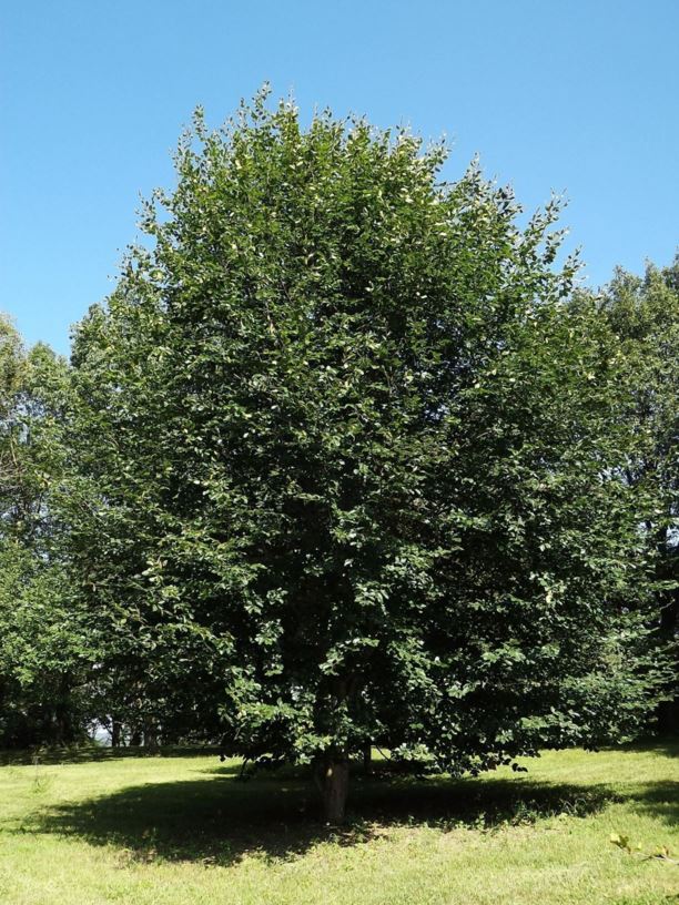 Fagus orientalis - Oriental beech | The Dawes Arboretum