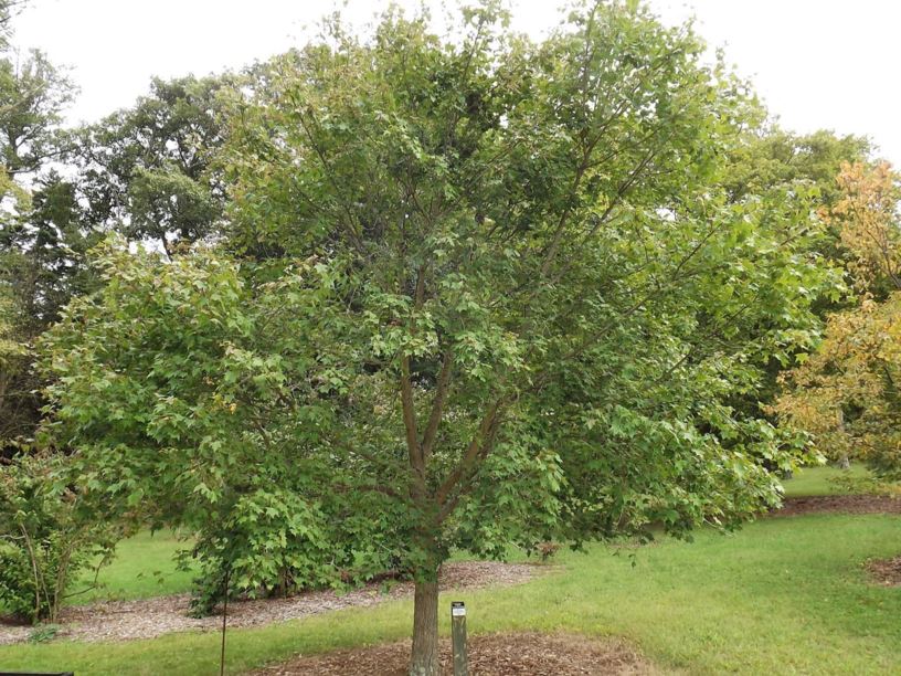 Acer pictum subsp. mono - mono maple, painted maple | The Dawes Arboretum