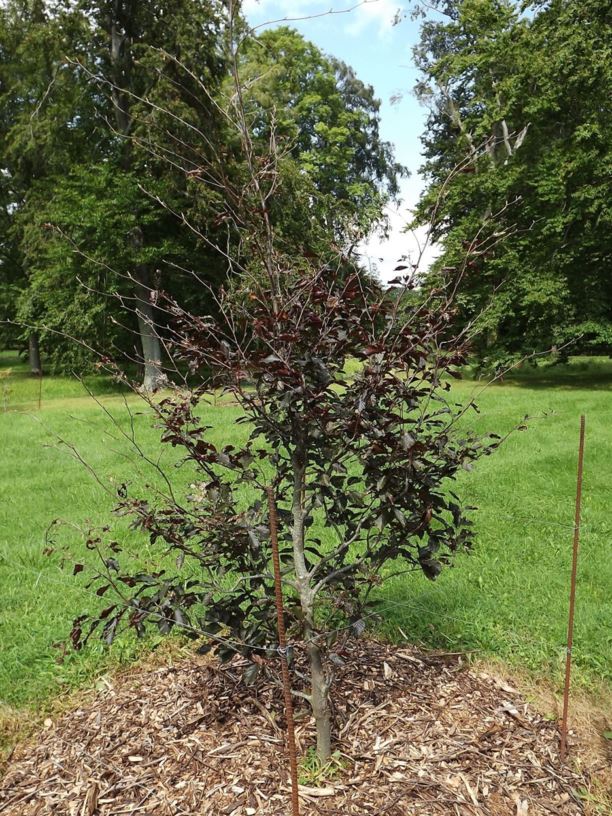 Fagus sylvatica 'Rohan Trompenburg' - Rohan Trompenburg European beech ...