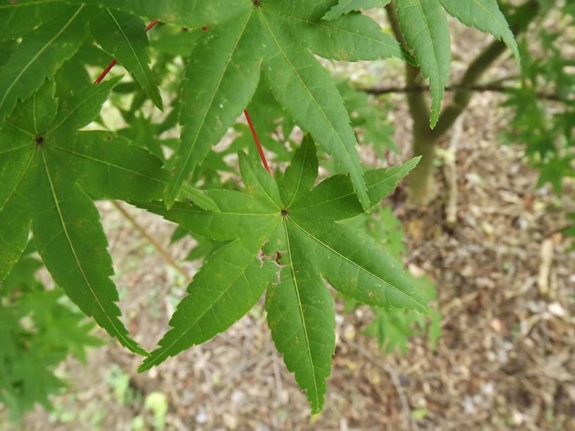 Acer palmatum 'Shin deshojo' - Shin deshojo Japanese maple | The Dawes ...