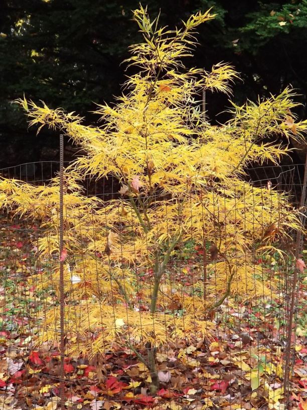 Acer palmatum 'Villa Taranto' - Villa Taranto Japanese maple