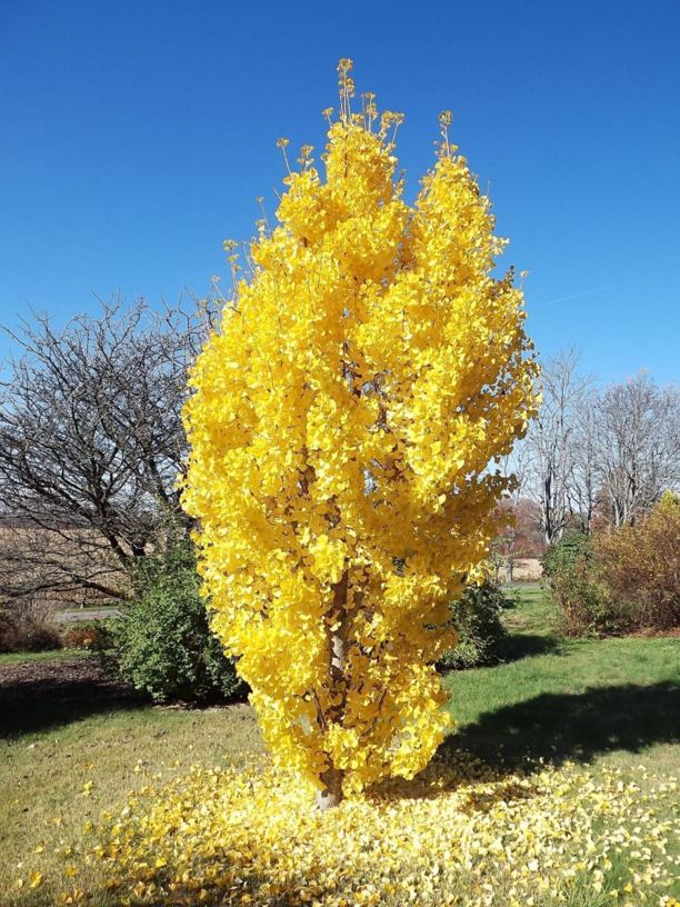 Ginkgo biloba 'Santa Cruz' - Santa Cruz ginkgo