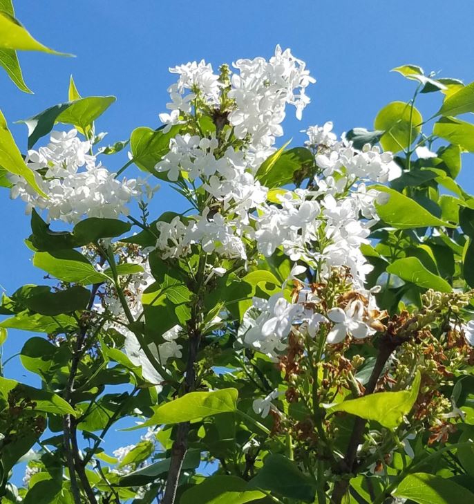 Syringa 'Betsy Ross' - Betsy Ross lilac