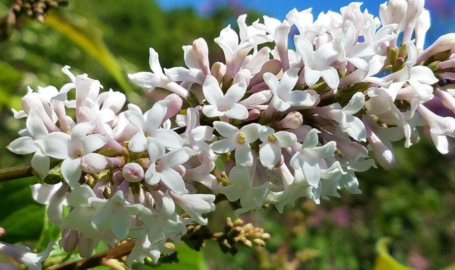 Syringa wolfii - Wolfs lilac