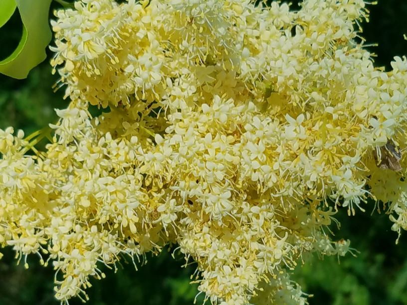 Syringa reticulata subsp. pekinensis 'Zhang Zhiming' Beijing Gold ...