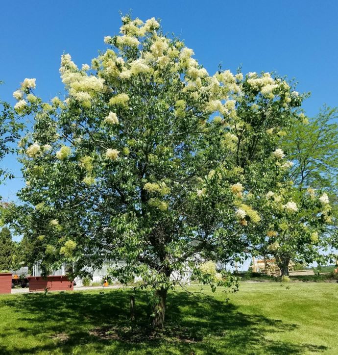 Syringa reticulata subsp. pekinensis - Peking lilac | The Dawes Arboretum