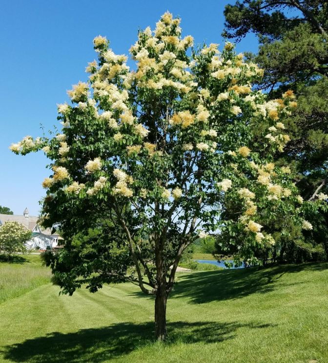 Syringa reticulata subsp. pekinensis - Peking lilac | The Dawes Arboretum