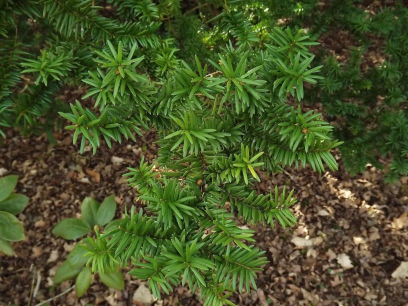 Taxus × media 'Kelseyi' - Kelsey Anglo-Japanese yew