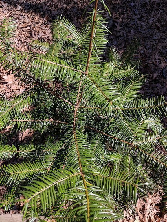 Torreya taxifolia - Florida torreya, stinking-cedar, Florida nutmeg-yew