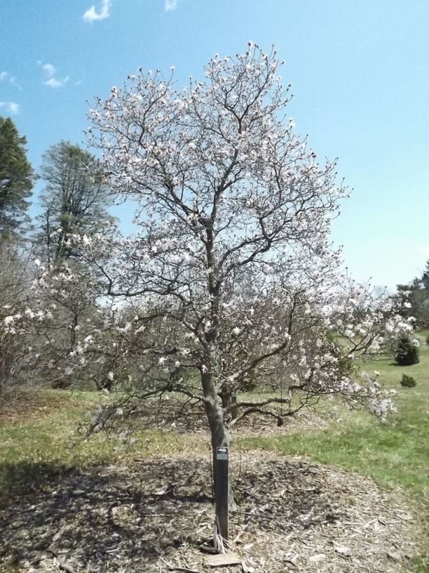 Magnolia stellata 'King Rose' - King Rose star magnolia