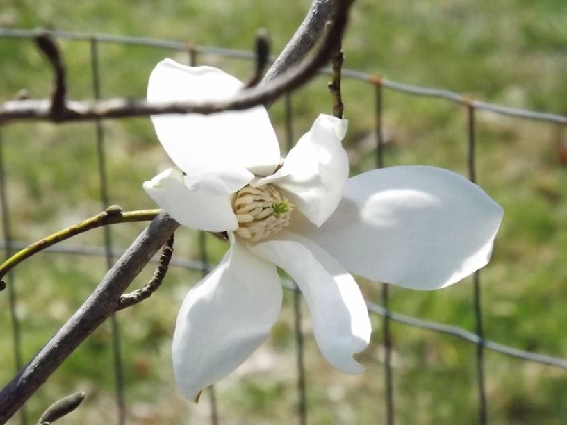 Magnolia salicifolia 'Grape Expectations' - Grape Expectations anise magnolia, Grape Expectations Japanese willow-leaf magnolia