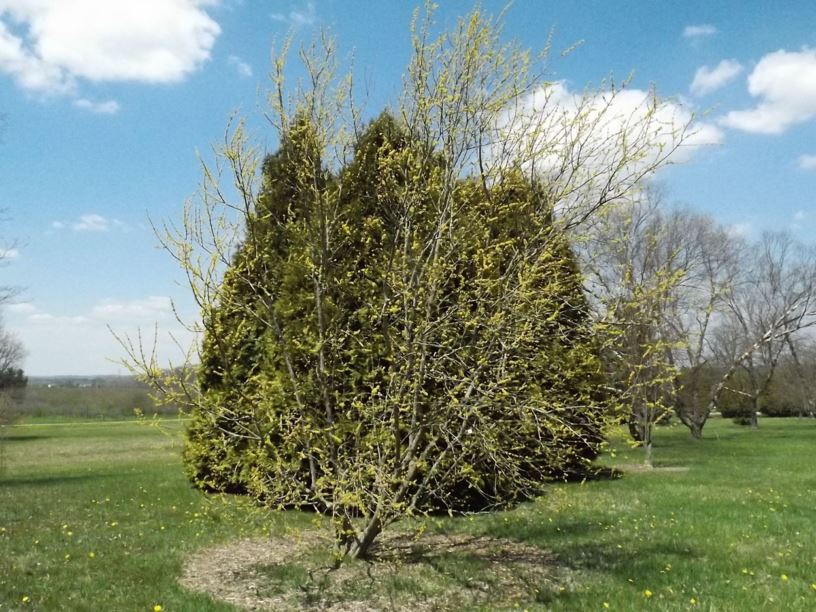 Forestiera acuminata - swamp-privet